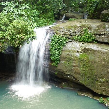 Buderim Forest Hideaway المظهر الخارجي الصورة
