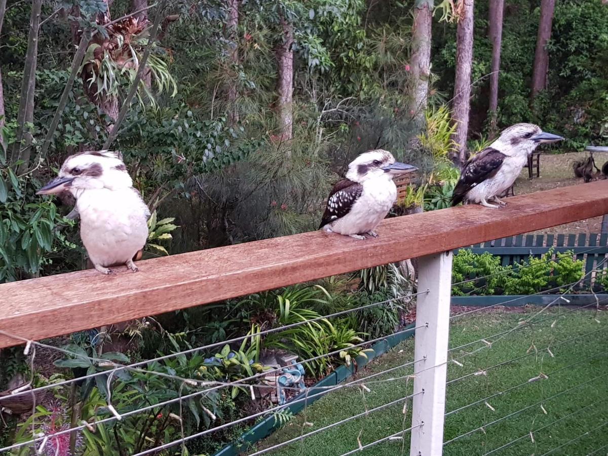 Buderim Forest Hideaway المظهر الخارجي الصورة