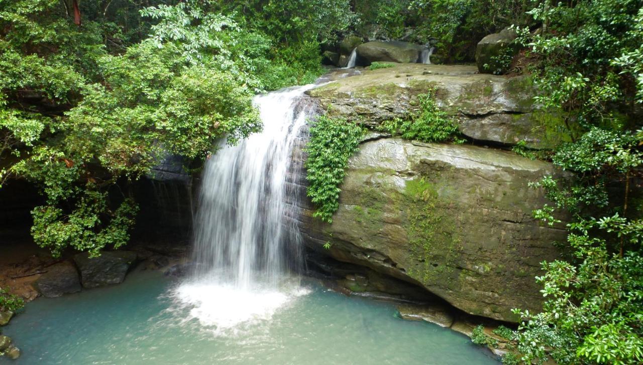 Buderim Forest Hideaway المظهر الخارجي الصورة